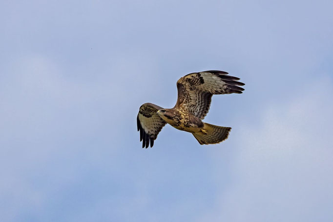 Mäusebussard, Lindau