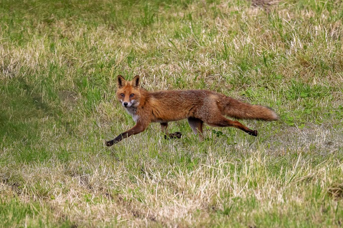 Fuchs, Lindau ZH, 4.06.2021