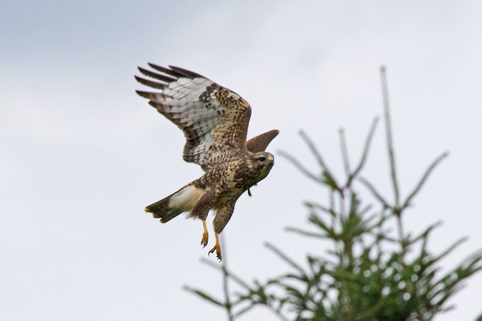 Mäusebussard, Lindau, 23. 7. 2017