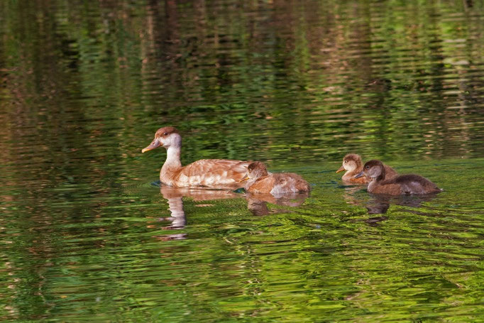 Kolbenente mit Jungen Klingnauerstausee,  27. Juni 2014