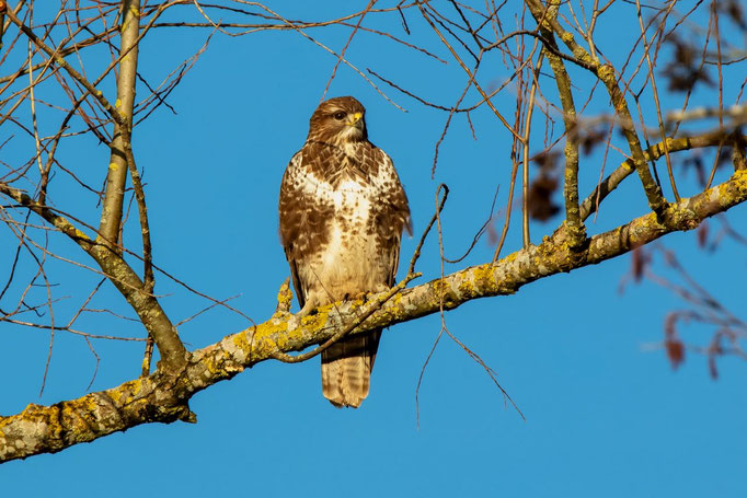 Mäusebussard, Pfäffikon ZH, 7. 1. 2020 
