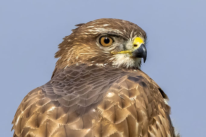 Portrait eines Mäusebussard, Lindau, 27.03.2024