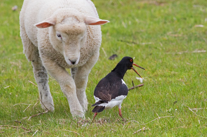 Das Schaf kommt dem Geleg vom Austernfischer zu nahe.