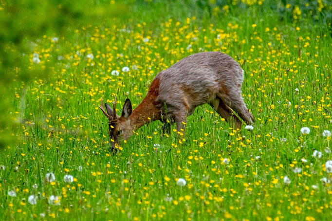 Rehbock, Lindau ZH, 4. Mai 2019 