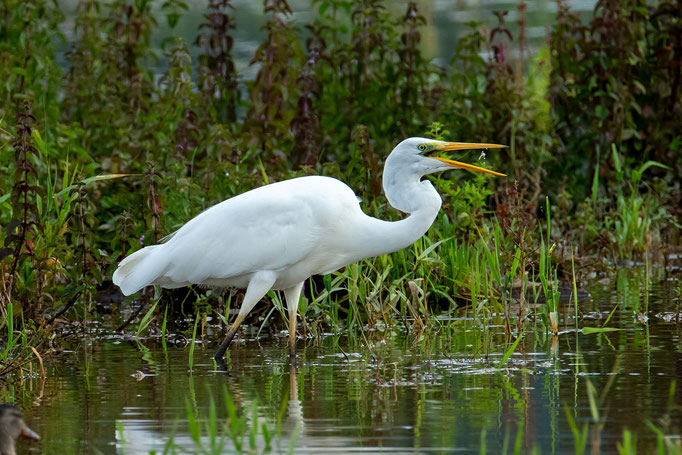 Silberreiher Neeracherried, 21. Juli 2019