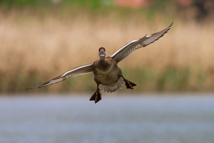 Kolbenenten Weibchen, Klingnauerstausee, 7. Mai 2013