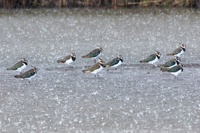 Kiebitze im Regen, Neeracherried 2. 10. 2019
