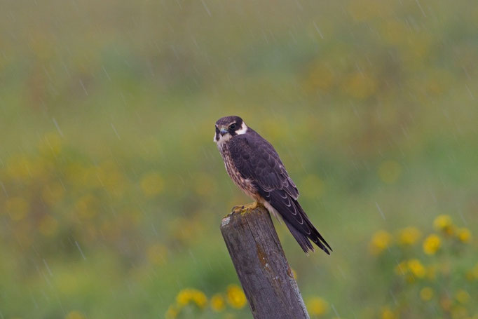 Baumfalke im Regen, Neeracherried 18. September 2013