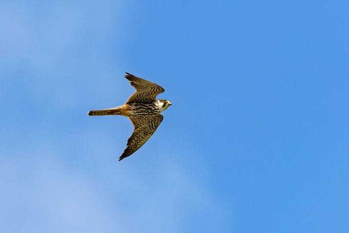 Baumfalke, Neeracherried ZH, 25.08.2021