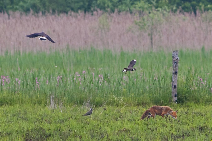 Fuchs im Neeracherried, 23. Mai 2015