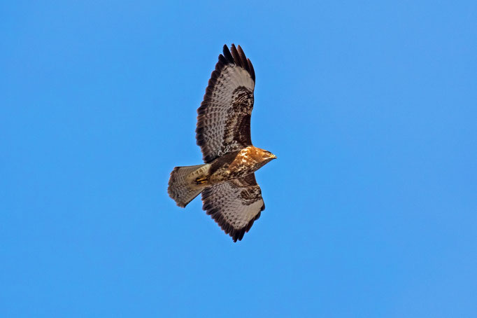 Mäusebussard, Güttingen TG, 19. 1. 2019