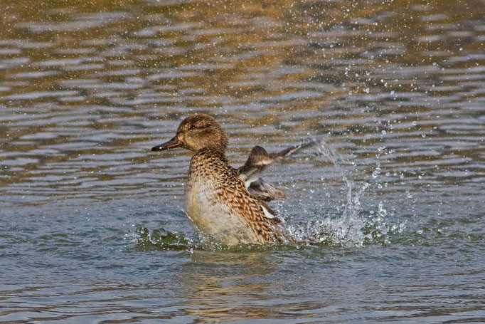 Krickente Weibchen, Klingnauerstausee, 26. 2. 2016