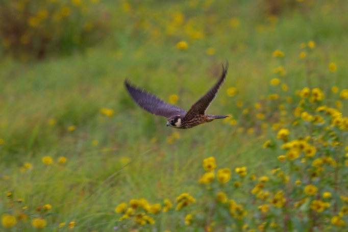 Baumfalke, Neeracherried 18. September 2013
