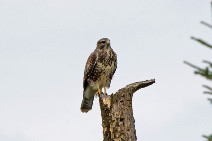 Mäusebussard, Lindau, 23. 7. 2017