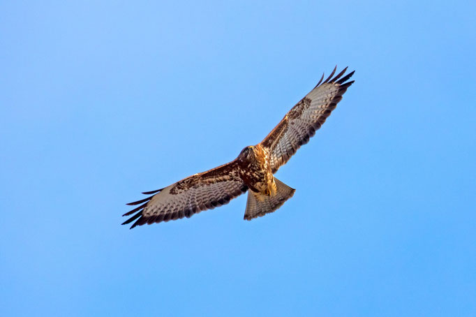 Mäusebussard, Güttingen TG, 19. 1. 2019