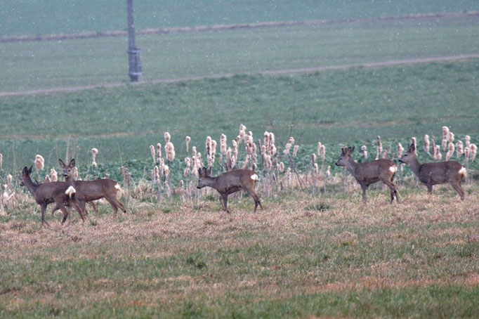 Rehe in offener Landschaft