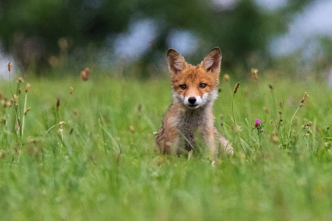 Fuchs, Lindau 2. 7. 2017