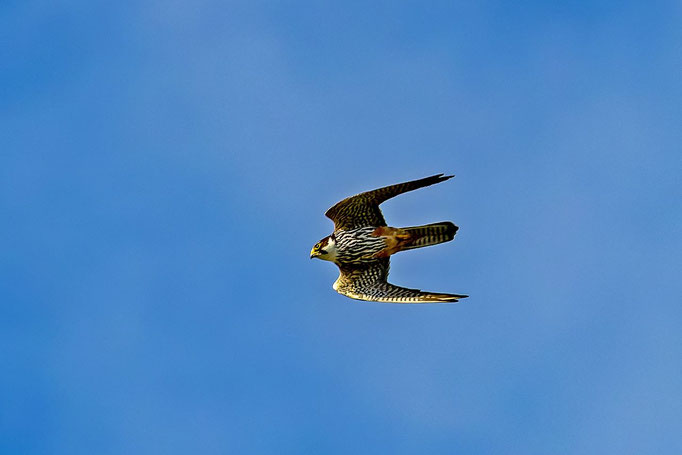 Baumfalke, Neeracherried, 11.09.2021