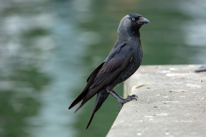 Dohle, Zürich, 18. Mai 2019 
