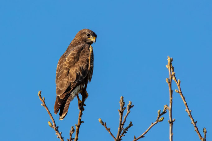 Mäusebussard, Lindau, 7. 4. 2020