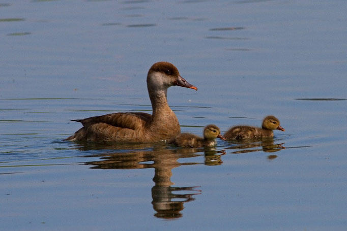 Kolbenente mit Jungen, Klingnauerstausee,  27. Juni 2014