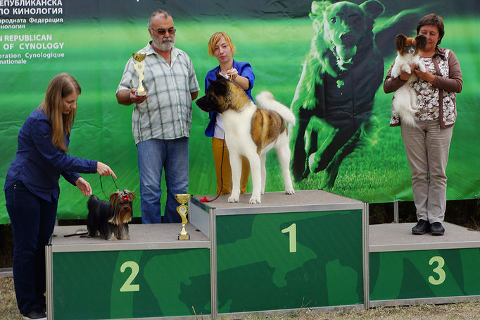#bestdog #akitakharkov #akitakharkiv #akitaharkiv #americanakitaukraine #akitaukraine #americanakitainukraine #bestpuppiesakita #puppiesakitaforsale #bloodchampions #puppyfromchampions #akitakennels #kennelkharkiv #breederukraine #bestbreeder #amakitakenn