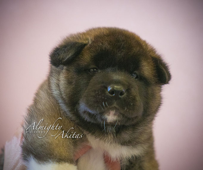 American akita puppies 