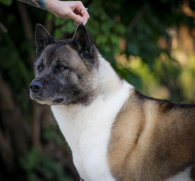 American Akita INDI - All for ALMIGHTY kennel