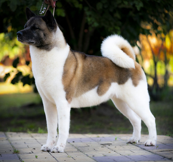 American Akita INDI - All for ALMIGHTY kennel