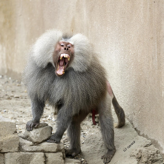 Agressive baboon