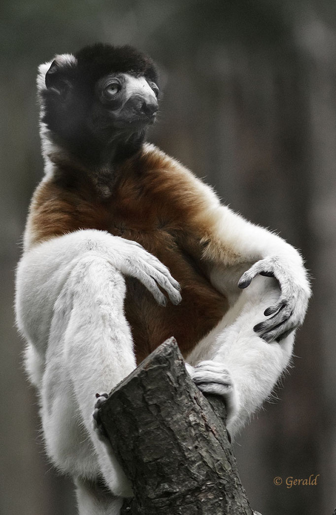 Crown sifaka