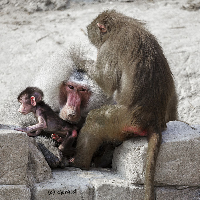 Baboon family