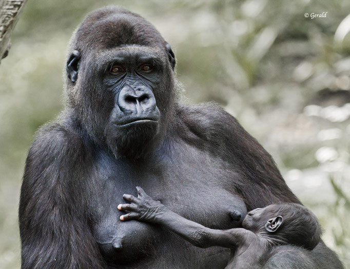 Mother gorilla with baby gorilla