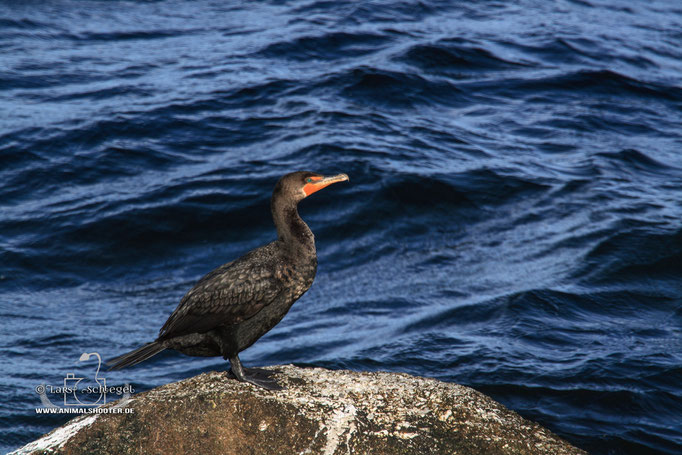 Ohrenscharbe - Phalacrocorax auritus