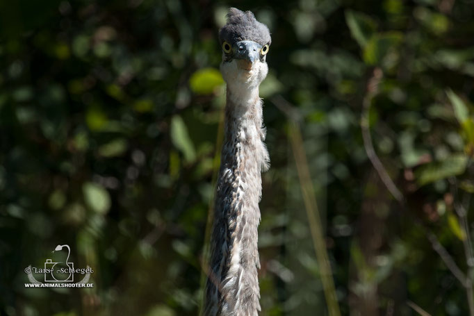  Kanadareiher (Ardea herodias) 02