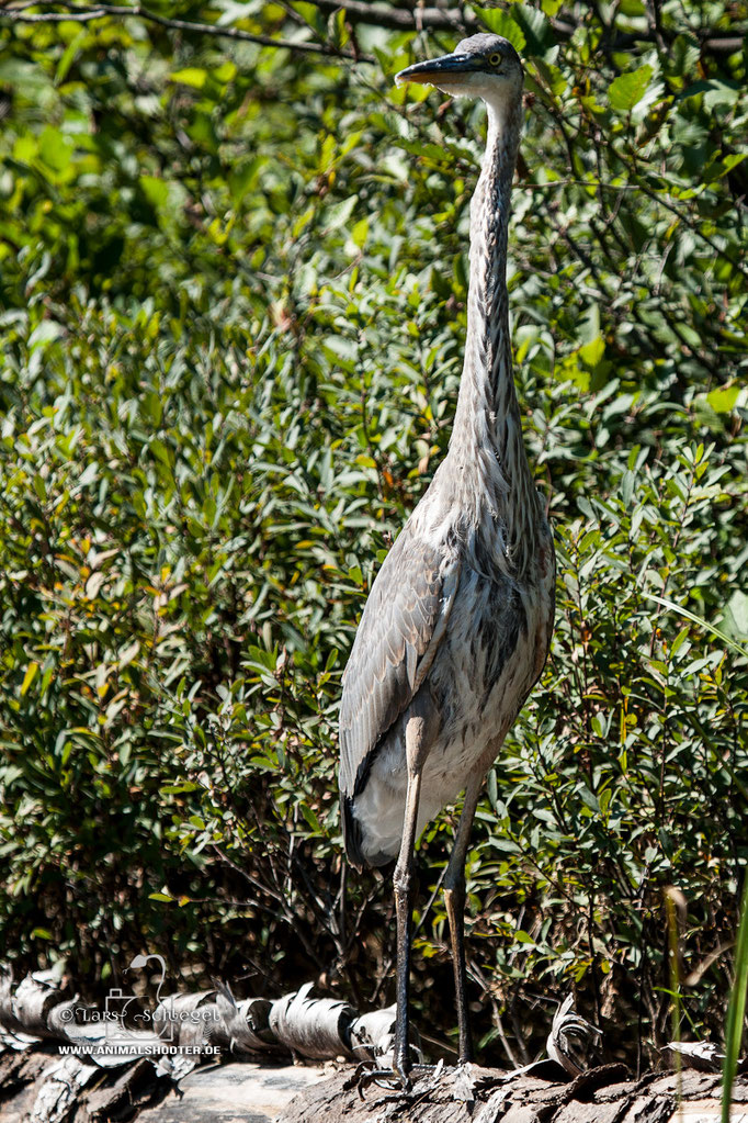  Kanadareiher (Ardea herodias) 03