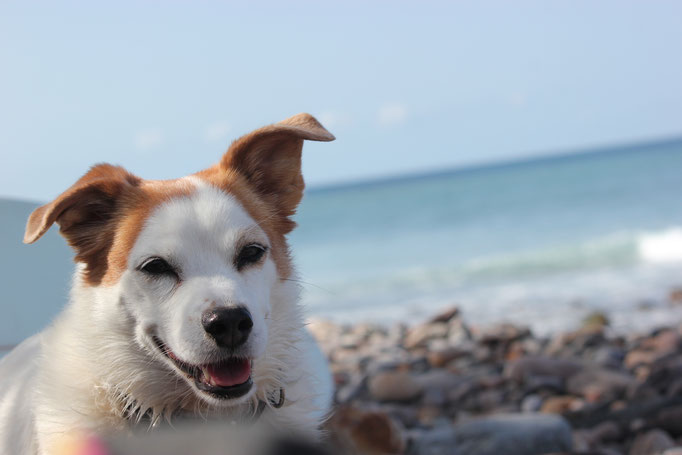 Kaya the Dog on the beach in Aldea