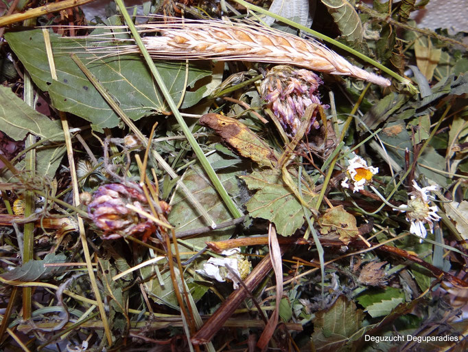 Zusammensetzung: Rotklee, Gänseblümchen, Kornähren, ver. Blätter, ver Kräuter