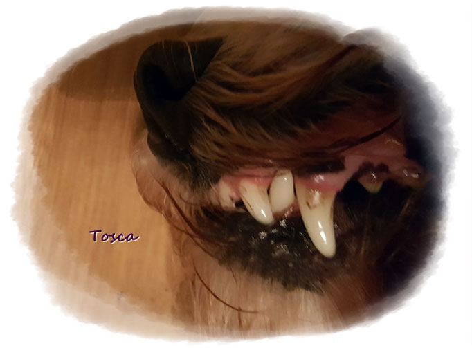 Das ist das Ausgangsbild von Toscas Zahn