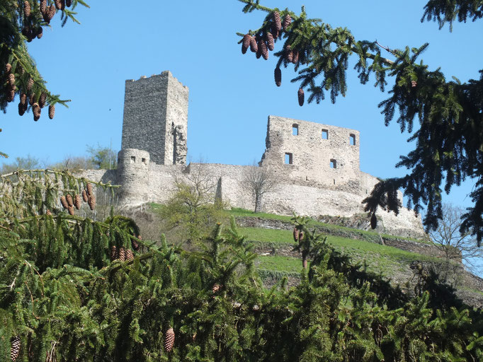 Niederburg, von der Mosel aus gesehen