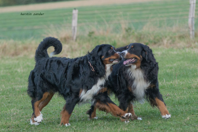 Jogi und Mutter Henja vom Rönnbaum, September 2016