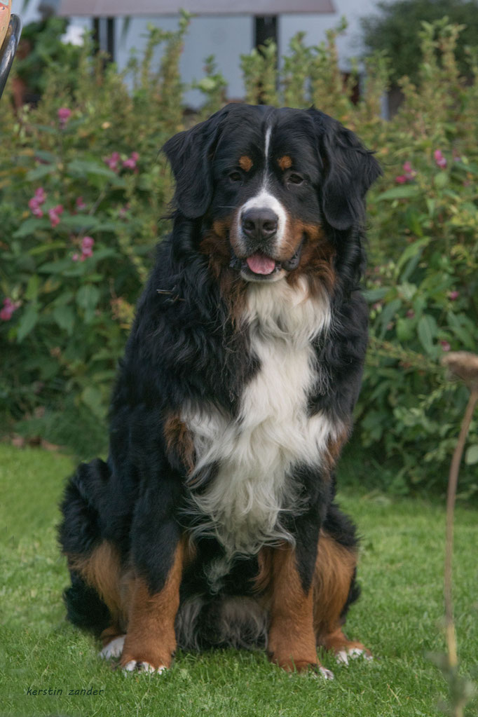 Jogi vom Rönnbaum, September 2016