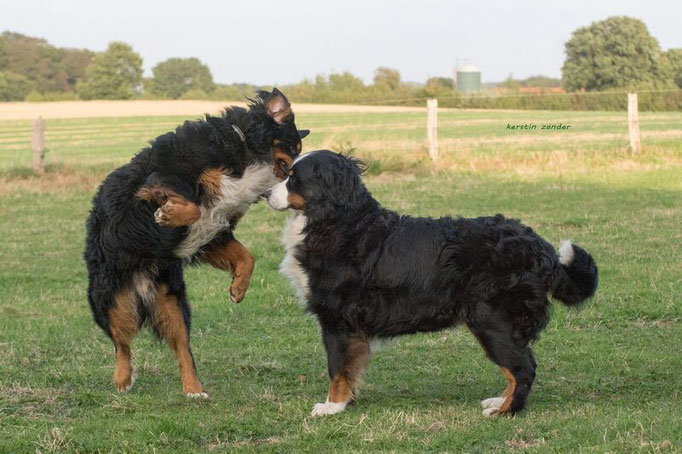 Jano und Deele vom Rönnbaum, September 2016