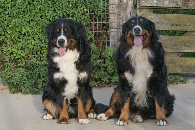 Junior und Mutter Henja vom Rönnbaum, September 2016