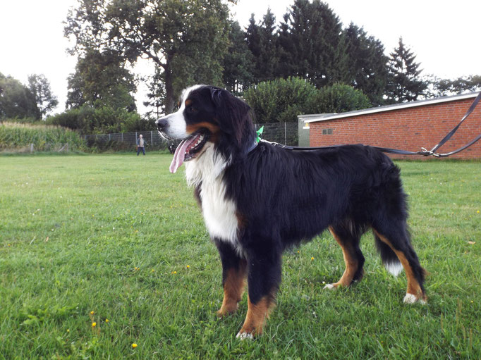 Hatschi vom Rönnbaum