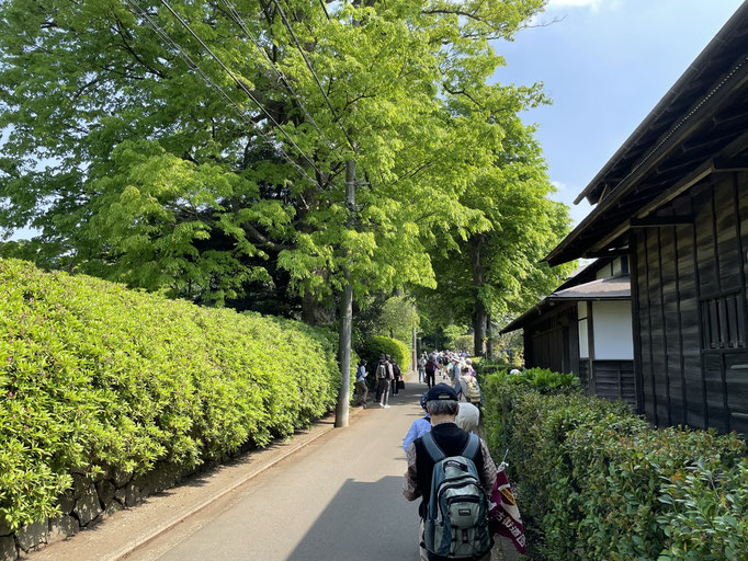 中屋敷の欅並木。ここが現代の横浜とは思えません。