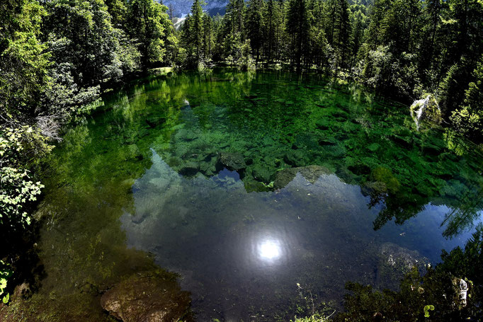 Wasserwaldwelten