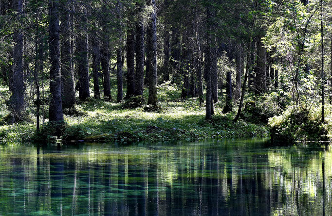 Waldwasserwelten