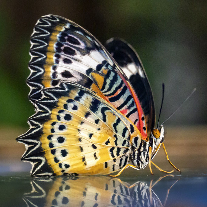 Karierter Schwalbenschwanz / Papilio demoleus