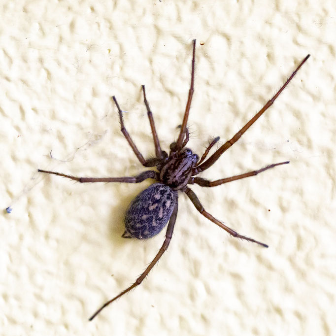 Hauswinkelspinne 